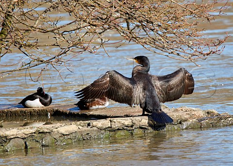 Cormorant drying its wings on Ducks Ait a small island in the River Thames West Molesey Surrey England