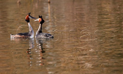 Pair of Great Crested Grebes courting River Thames West Molesey Surrey England