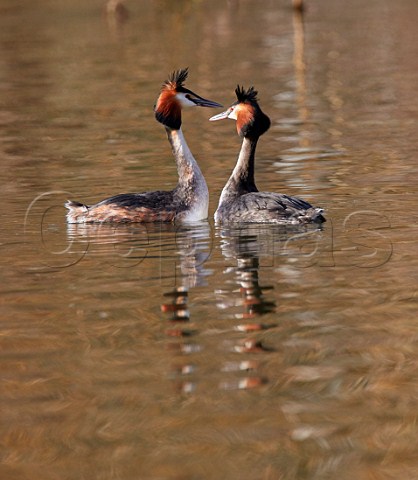 Pair of Great Crested Grebes courting River Thames West Molesey Surrey England