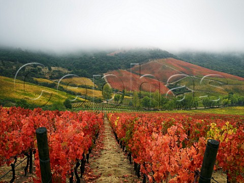 Clos Apalta vineyard of Lapostolle with Carmenre vines in foreground Colchagua Valley Chile