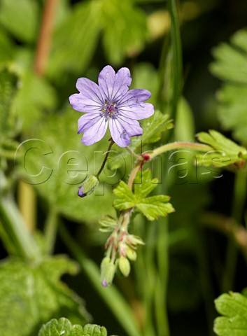 Hedgerow Cranesbill Hurst Meadows West Molesey Surrey England