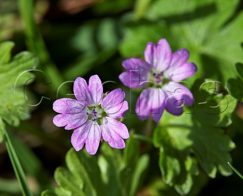 Dovesfoot Cranesbill Hurst Meadows West Molesey Surrey England