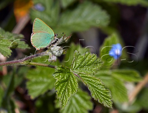 Green Hairstreak on bramble leaf Fairmile Common Esher Surrey England