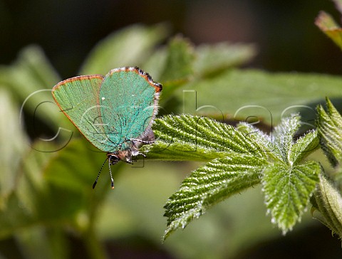 Green Hairstreak on bramble leaf Fairmile Common Esher Surrey England