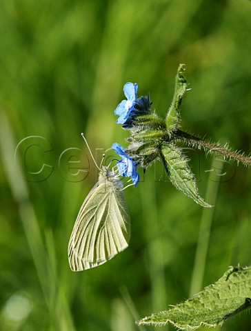 Small White butterfly nectaring on Green Alkanet flower Hurst Meadows West Molesey Surrey England