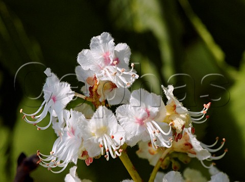 Horse Chestnut blossom Hurst Meadows West Molesey Surrey England