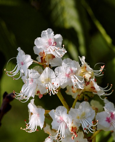 Horse Chestnut blossom Hurst Meadows West Molesey Surrey England