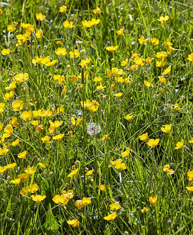 Bulbous buttercup flowers on grassland Hurst Meadows West Molesey Surrey England
