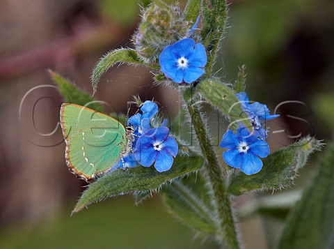 Green Hairstreak nectaring on Green Alkanet  Fairmile Common Esher Surrey England