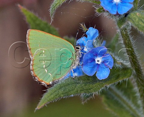 Green Hairstreak nectaring on Green Alkanet  Fairmile Common Esher Surrey England