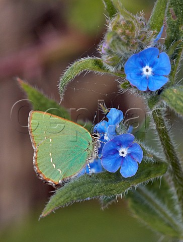 Green Hairstreak nectaring on Green Alkanet  Fairmile Common Esher Surrey England