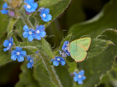 Green Hairstreak nectaring on Green Alkanet  Fairmile Common Esher Surrey England