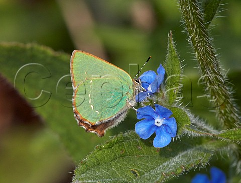 Green Hairstreak giving a glimpse of its brown upperside whilst nectaring on Green Alkanet  Fairmile Common Esher Surrey England