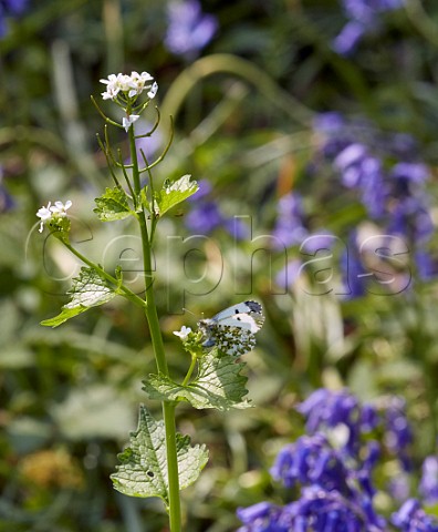 Orange Tip female egglaying on Garlic Mustard Bookham Common Surrey England