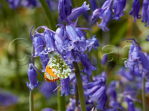 Orange Tip male nectaring on Bluebells Bookham Common Surrey England