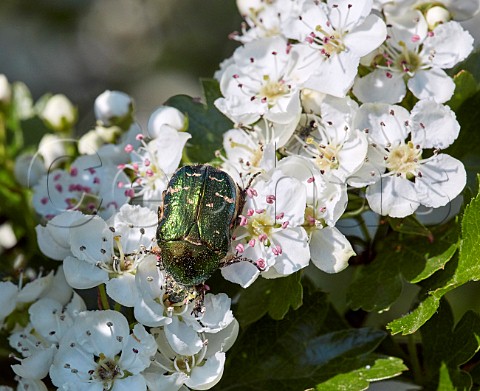 Rose Chafer beetle on hawthorn flowers Hurst Meadows West Molesey Surrey England