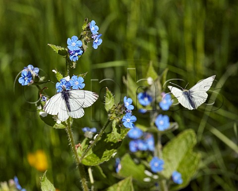 Greenveined White butterflies and Green Alkanet Hurst Meadows West Molesey Surrey England