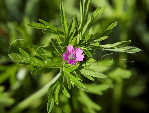 Cutleaved Cranesbill Hurst Meadows West Molesey Surrey England