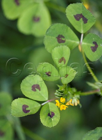 Spotted Medick  Hurst Meadows West Molesey Surrey England