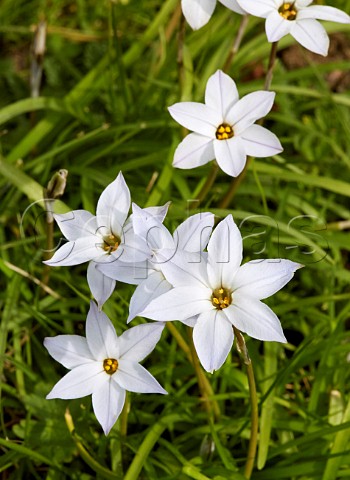 Spring starflower Hurst Park West Molesey Surrey England