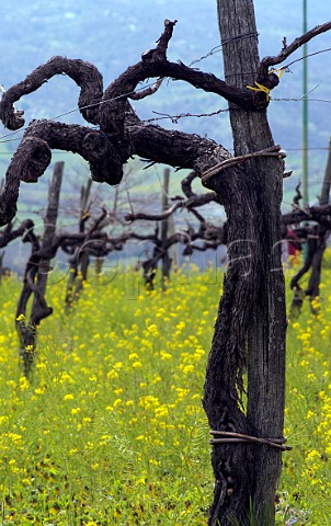 100year old Aglianico vine in vineyard of Luigi Tecce grapes from here are used for his Poliphemo  Paternopoli Avellino Campania Italy  Taurasi
