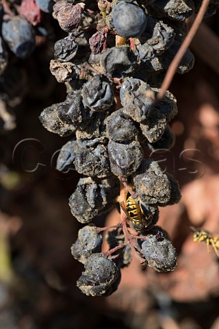 Merlot grapes with grey rot due to excess rain in 2016 Colchagua Valley Chile