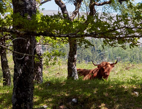 Highland Cow Ardechvie Argyllshire Scotland