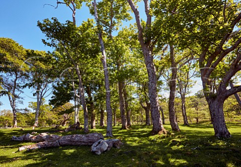 Trees in the gardens of Applecross House Applecross Peninsula Ross and Cromarty Scotland