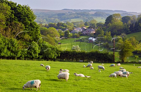 Sheep in field at NewtoninBowland Lancashire England