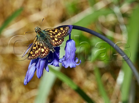 Chequered Skipper on bluebells  Glen Etive Forest Argyllshire Scotland