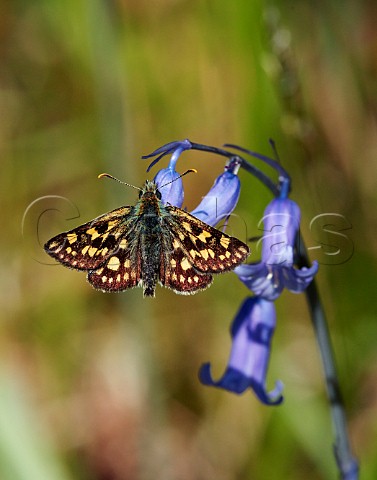 Chequered Skipper on bluebell flowers  Glen Etive Forest Argyllshire Scotland