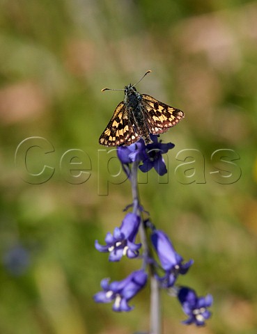 Chequered Skipper on bluebells  Glen Etive Forest Argyllshire Scotland