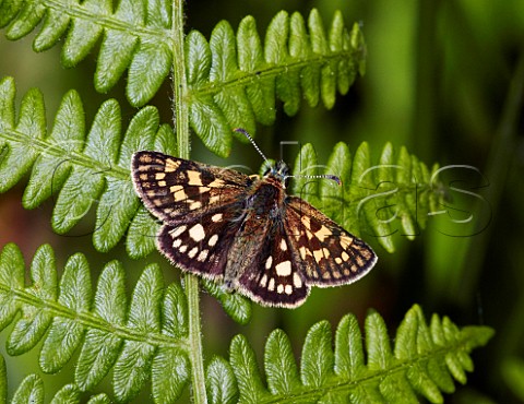 Chequered Skipper perched on bracken  Glasdrum Wood Argyllshire Scotland