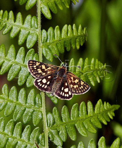 Chequered Skipper perched on bracken  Glasdrum Wood Argyllshire Scotland