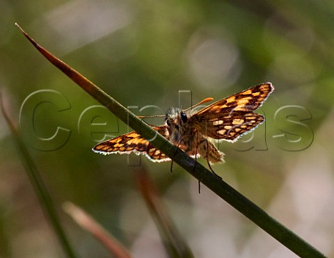 Chequered Skipper perched on grass  Glasdrum Wood Argyllshire Scotland