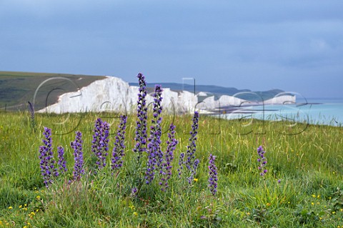 Vipers Bugloss at Seaford Head with the Seven Sisters beyond Sussex England