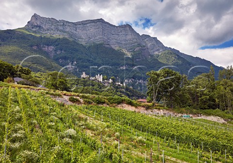 Organic Petite Arvine vineyard of Domaine StGermain below Chteau de Miolans StPierre dAlbigny Savoie France