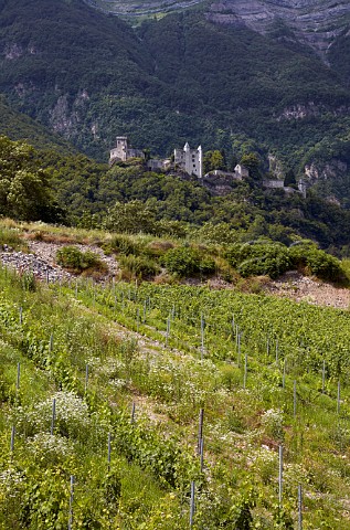 Organic Petite Arvine vineyard of Domaine StGermain below Chteau de Miolans StPierre dAlbigny Savoie France