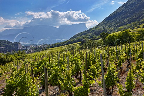 Mondeuse vines trained on stakes sur chalas with Mont Granier in distance Arbin Savoie France