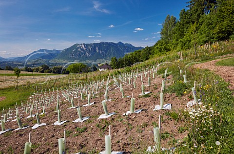 Young vineyard of Domaine des Ardoisires at Laissaud with the Isre Valley and Les Bauges mountains in distance Savoie France IGP Vin des Allobroges