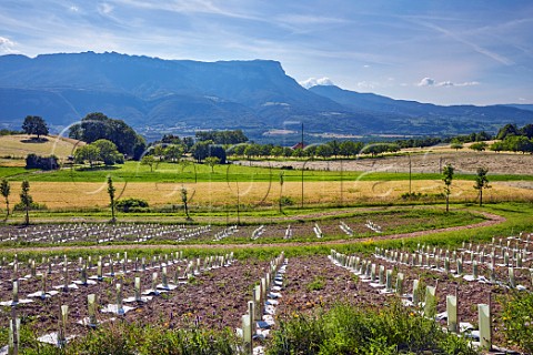 Young vineyard of Domaine des Ardoisires at Laissaud with the Isre Valley and Chartreuse mountains in distance Savoie France IGP Vin des Allobroges