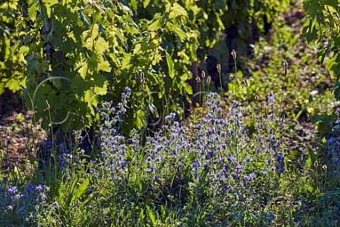 Summer flowers in vineyard Apremont Savoie France