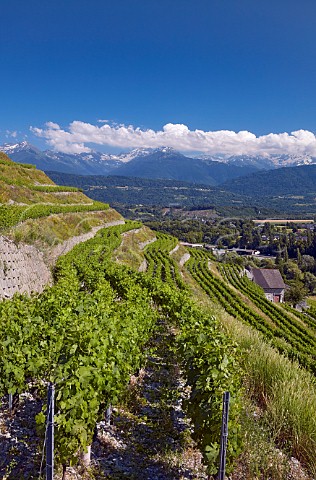 Terraced Bergeron Roussanne vineyard of Domaine Andr et Michel Quenard Chignin Savoie France Coteau de Tormry  Chignin