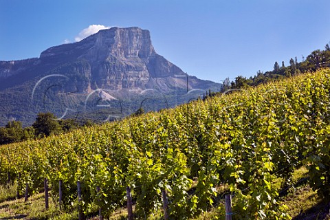 Jacqure vineyard of Domaine Jean Masson with Mont Granier beyond Apremont Savoie France  Apremont
