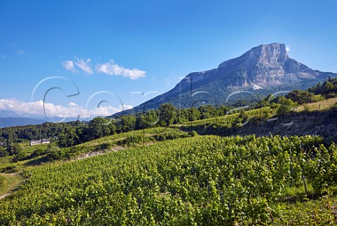 Jacqure vineyards of Domaine Jean Masson with Mont Granier beyond Apremont Savoie France  Apremont