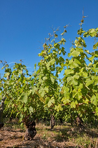 100year old Jacqure vines used for cuve Centenaire of Domaine Jean Masson Apremont Savoie France  Apremont