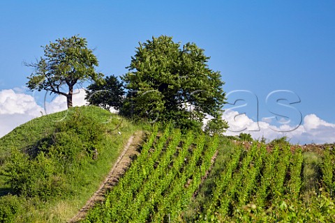 Jacqure vineyard of Domaine Jean Masson Apremont Savoie France  Apremont