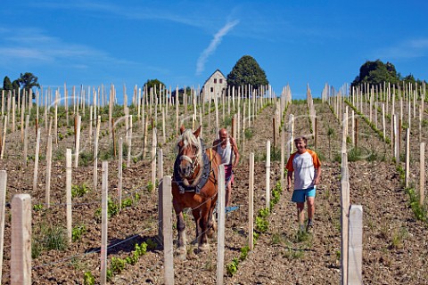 Gilles Belioz walking alongside Pierre Gallet and his Comtoise horse whilst they plough his new Bergeron vineyard Domaine Gilles Berlioz Chignin Savoie France Chignin
