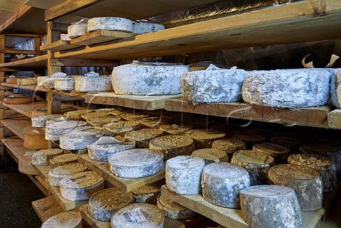 Tomme de Savoie cheese ageing in the cave of Monts et Terroirs Montmlian Savoie France