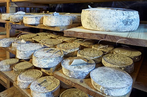 Tomme de Savoie cheese ageing in the cave of Monts et Terroirs Montmlian Savoie France